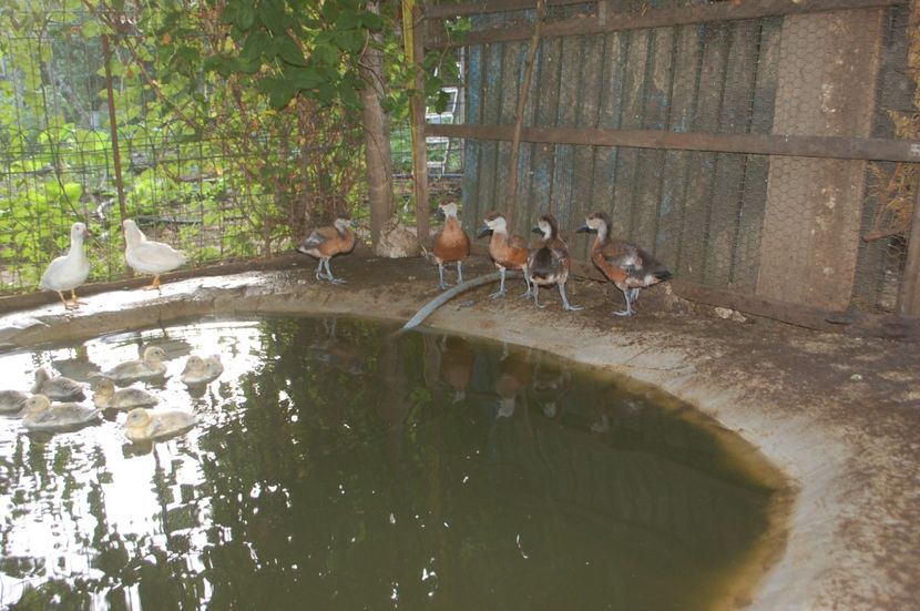  - Califar Rosu - Tadorna ferruginea