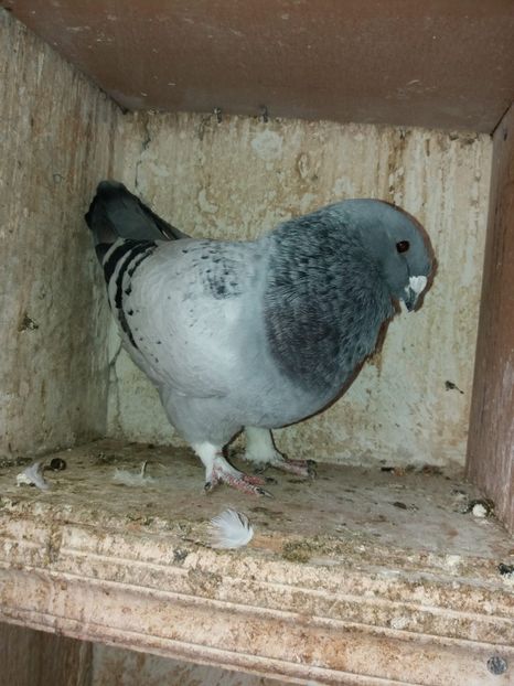 5D65542B-C0BB-471A-AFEE-CF86CE0E80E5 - A Pui 2018