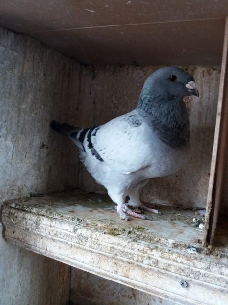 285DCB38-868E-4DF7-AC98-2DCC63B1E3C5 - A Pui 2018