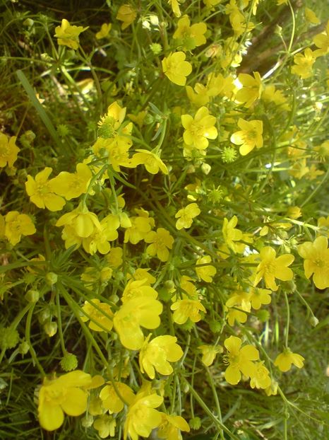  - galben pur si simplu