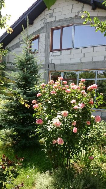 Tom Tom - Gradina si trandafirii 2018 - II Iunie
