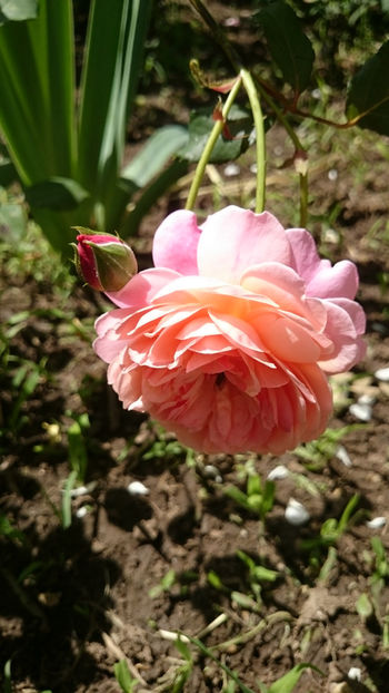 Gardentraume - Gradina si trandafirii 2018 - II Iunie
