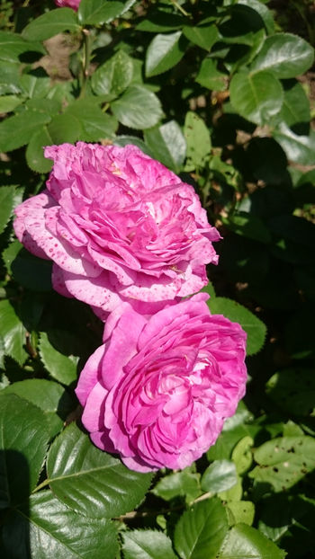 Parfum Flower Circus - Gradina si trandafirii 2018 - II Iunie