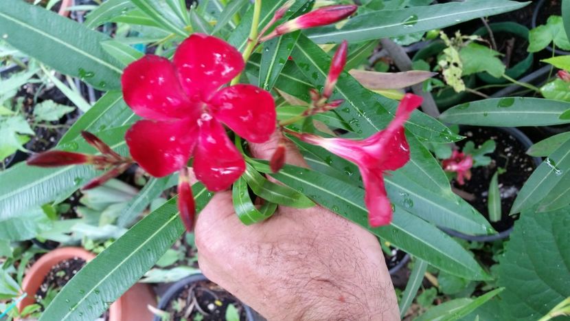 leandru rosu - Flori apartament