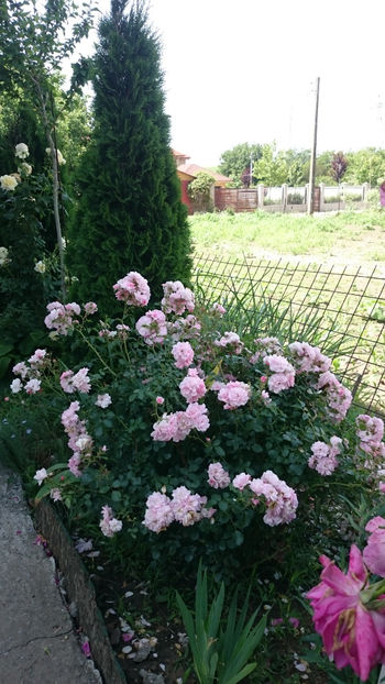 Bonica - Gradina si trandafirii 2018 - II Iunie