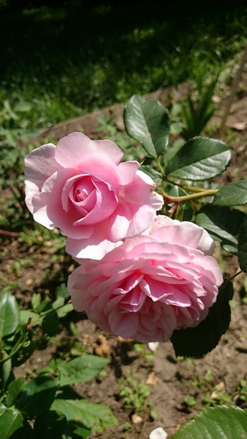 Natasha Richardson - Gradina si trandafirii 2018 - II Iunie