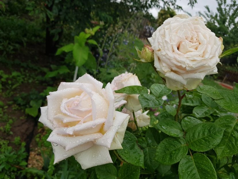  - A Acestia sunt trandafirii mei albi