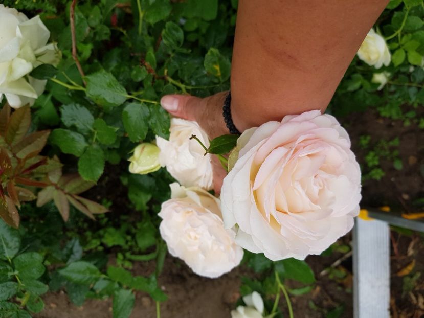  - A Acestia sunt trandafirii mei albi