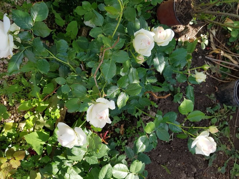  - A Acestia sunt trandafirii mei albi