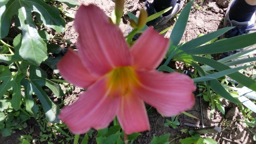 Pink Damasc - Hemerocallis 2018