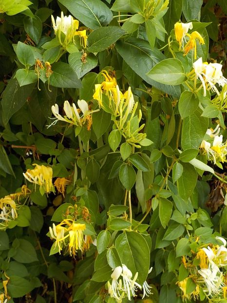  - lonicera