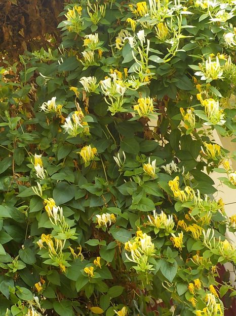  - lonicera