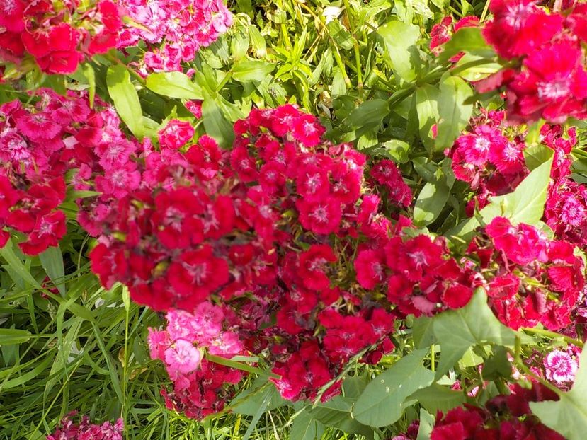  - dianthus