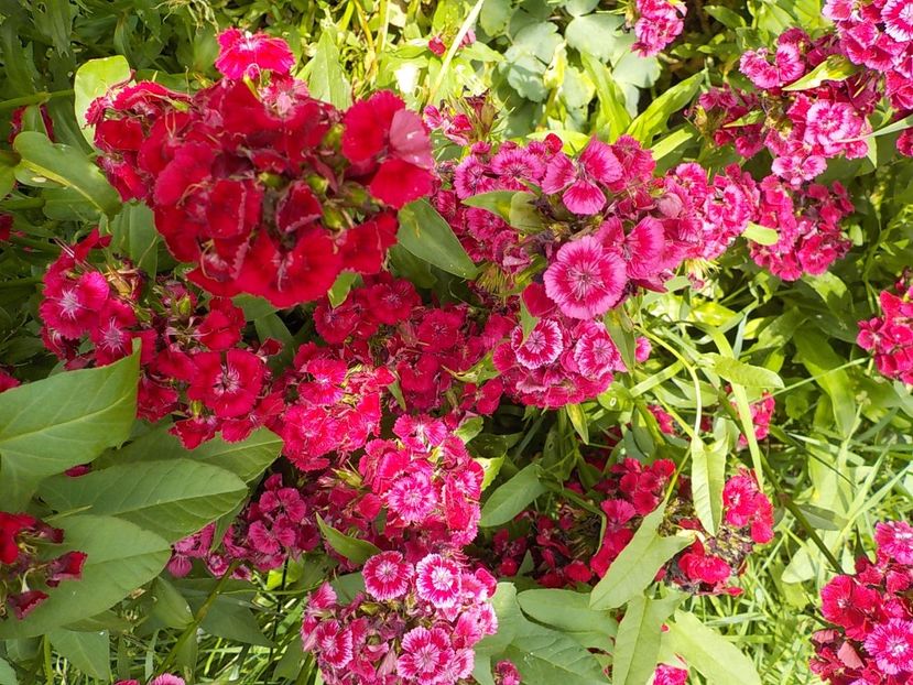  - dianthus