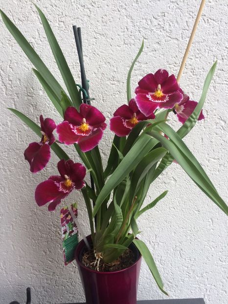 10.06.2018 - 9-Orchideele mele