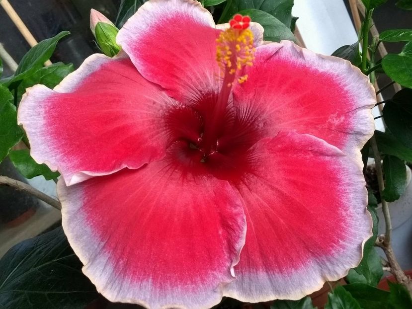  - Indian Divine Grace