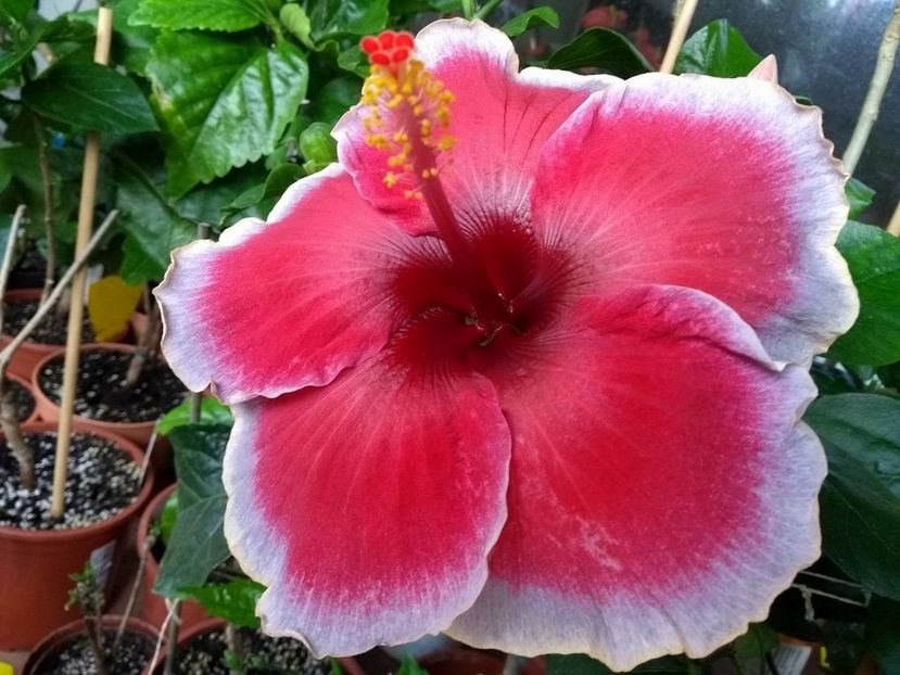  - Indian Divine Grace