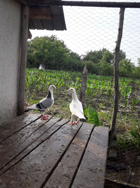  - Porumbei Germani de Frumusete