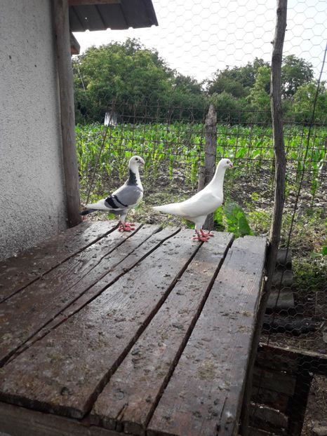  - Porumbei Germani de Frumusete