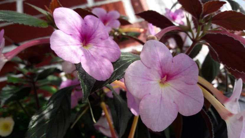  - 09 Achimenes 2018