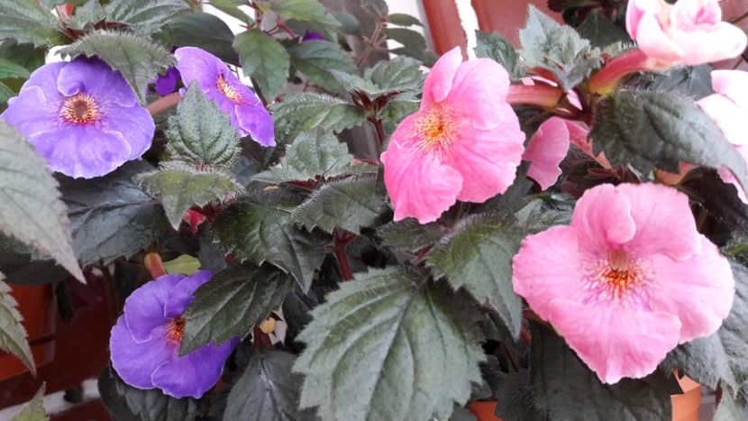  - 09 Achimenes 2018