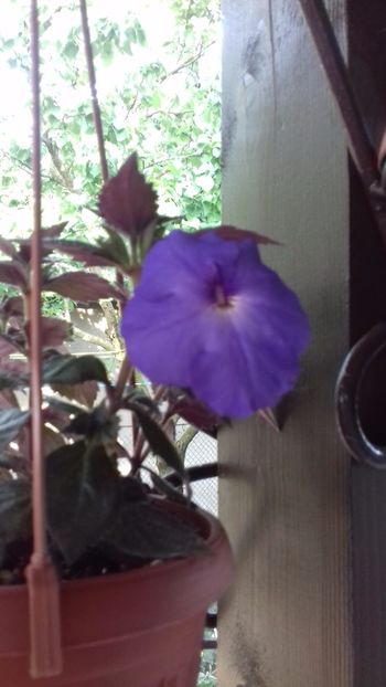 10.06.2018 - Odessa Blue- gabi gligor