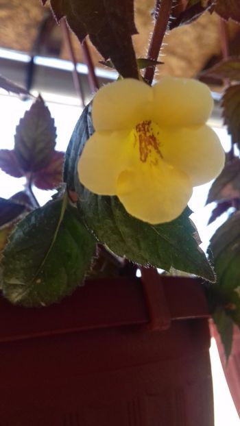 08.06.2018 - Yellow Beauty-gabi gligor