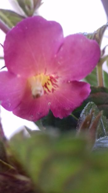 06.06.2018 - Ice Tea-gabi gligor