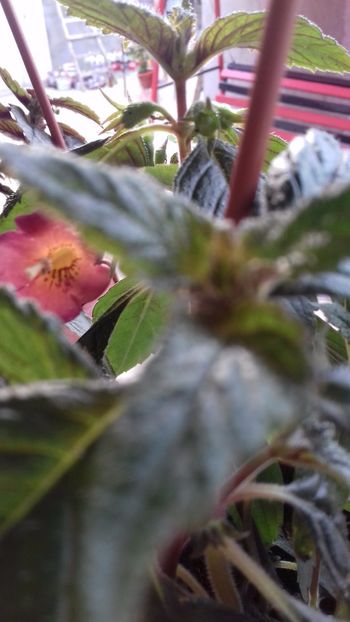 10.06.2018 - Ice Tea-gabi gligor