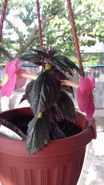 10.06.2018 - Konrad Michelssen-gabi gligor