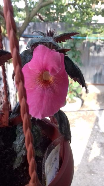 10.06.2018 - Konrad Michelssen-gabi gligor