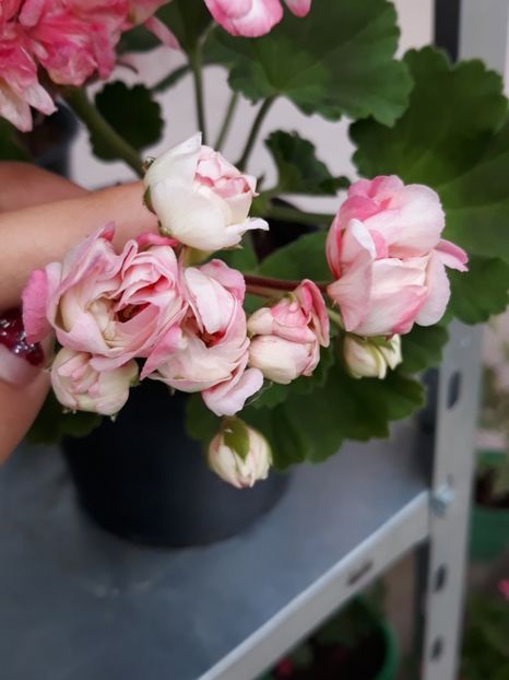  - Appleblossum fishers