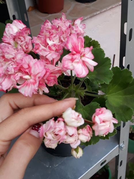  - Appleblossum fishers