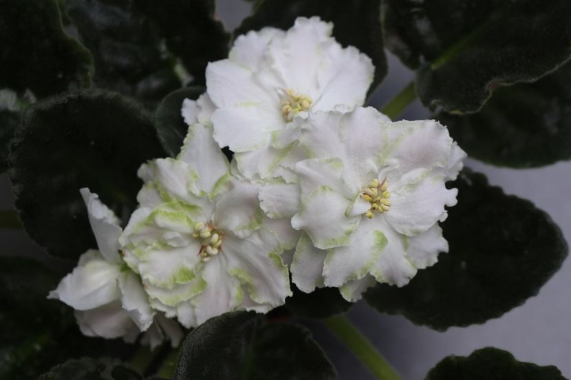 RS-Mavka - RS - Mavka