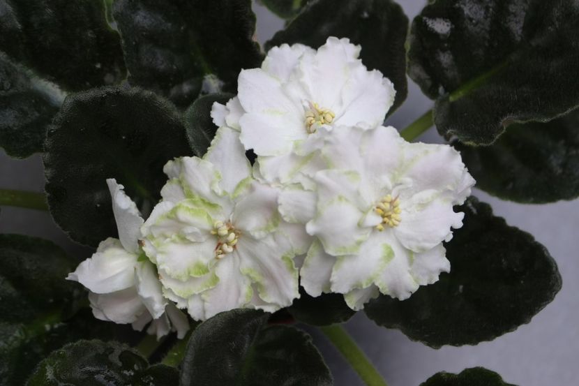 RS-Mavka - RS - Mavka