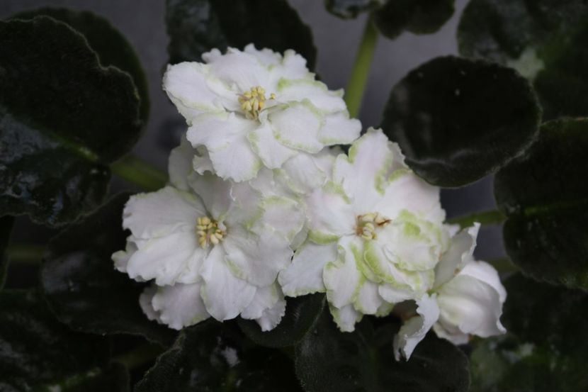 RS-Mavka - RS - Mavka