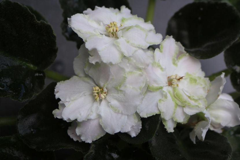 RS-Mavka - RS - Mavka