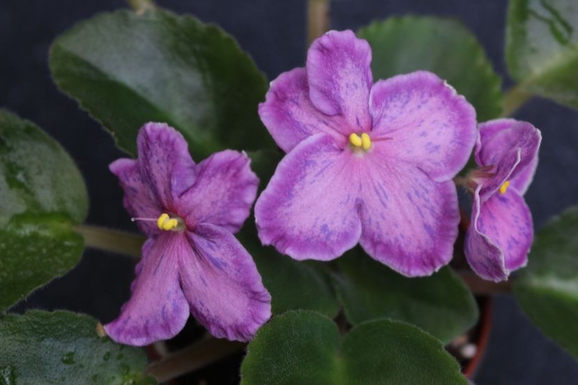 Sunset Kiss - Sunset Kiss