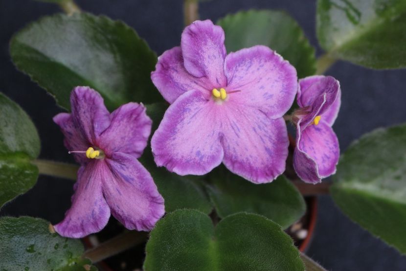 Sunset Kiss - Sunset Kiss