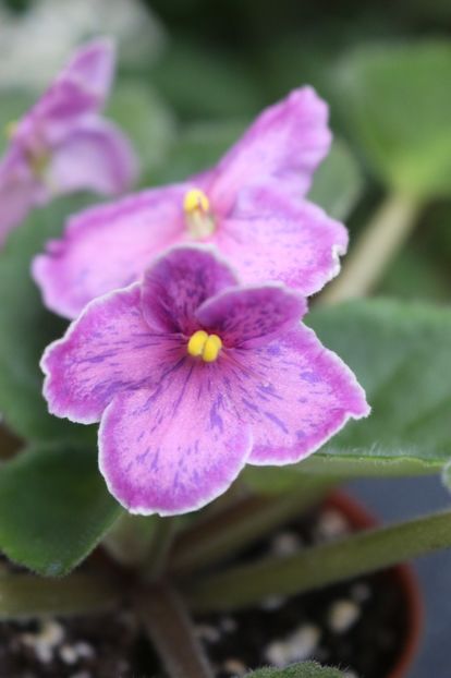 Sunset Kiss - Sunset Kiss