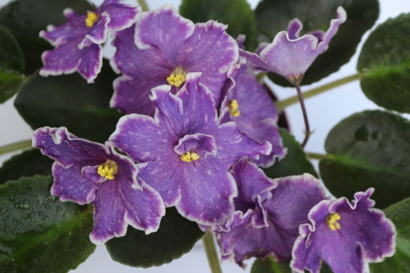 DS - Izyum - DS - Izyum sport