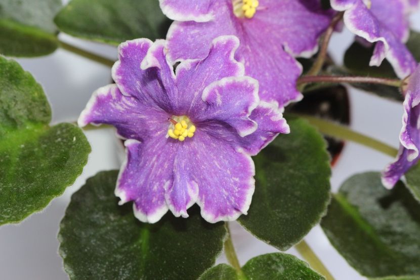 DS - Izyum - DS - Izyum sport