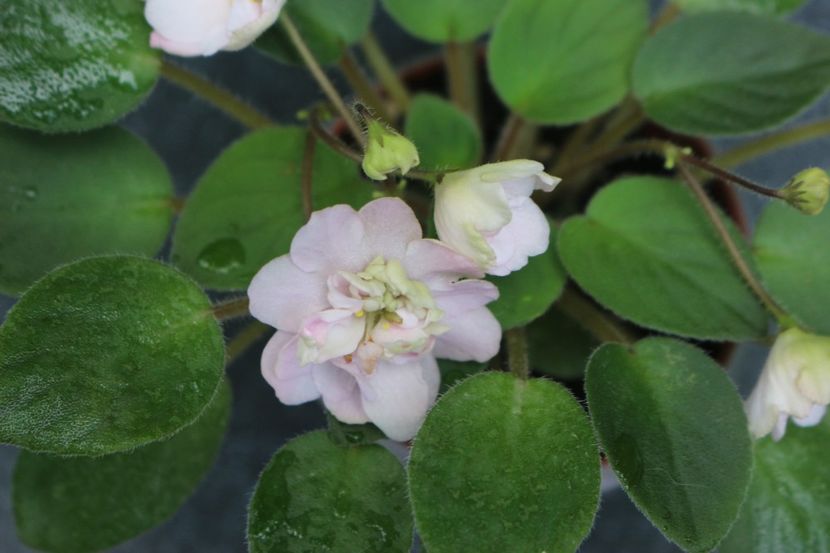 Pink Mint - Pink Mint