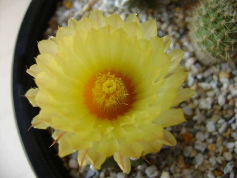 Astrophytum asterias - Cactusi 2018 bis