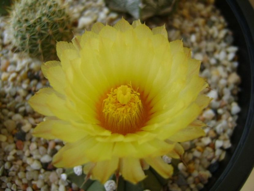 Astrophytum asterias - Cactusi 2018 bis