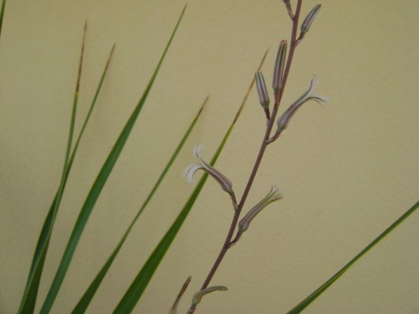 Yucca rostrata & Haworthia viscosa, detaliu - Agave si Yucca 2018