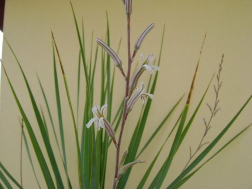 Yucca rostrata & Haworthia viscosa, detaliu - Agave si Yucca 2018