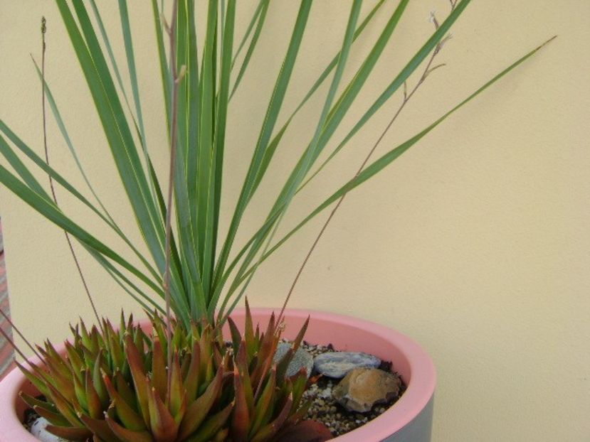 Yucca rostrata & Haworthia viscosa - Agave si Yucca 2018