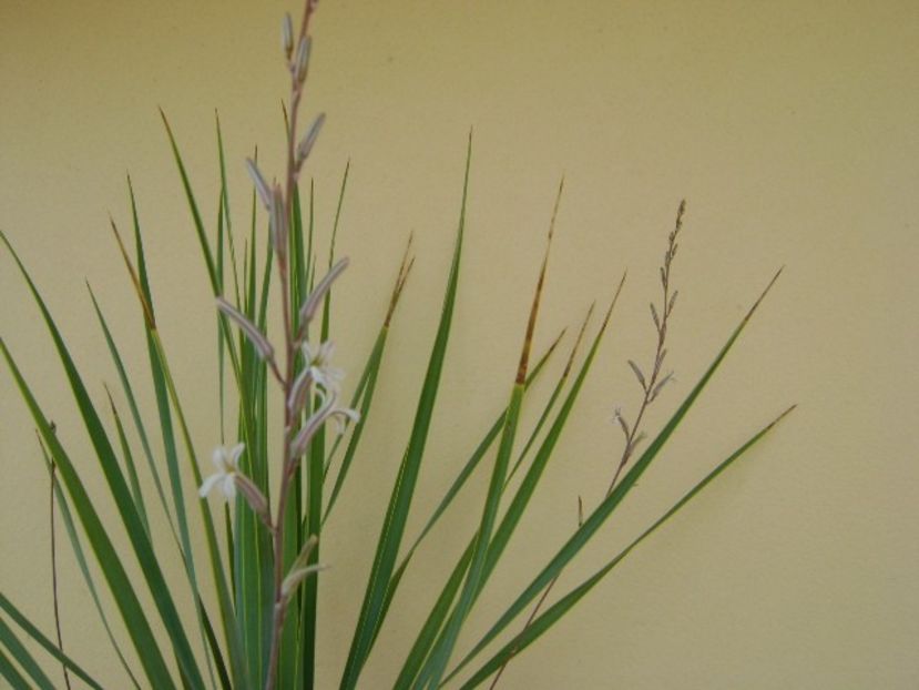 Yucca rostrata & Haworthia viscosa - Agave si Yucca 2018