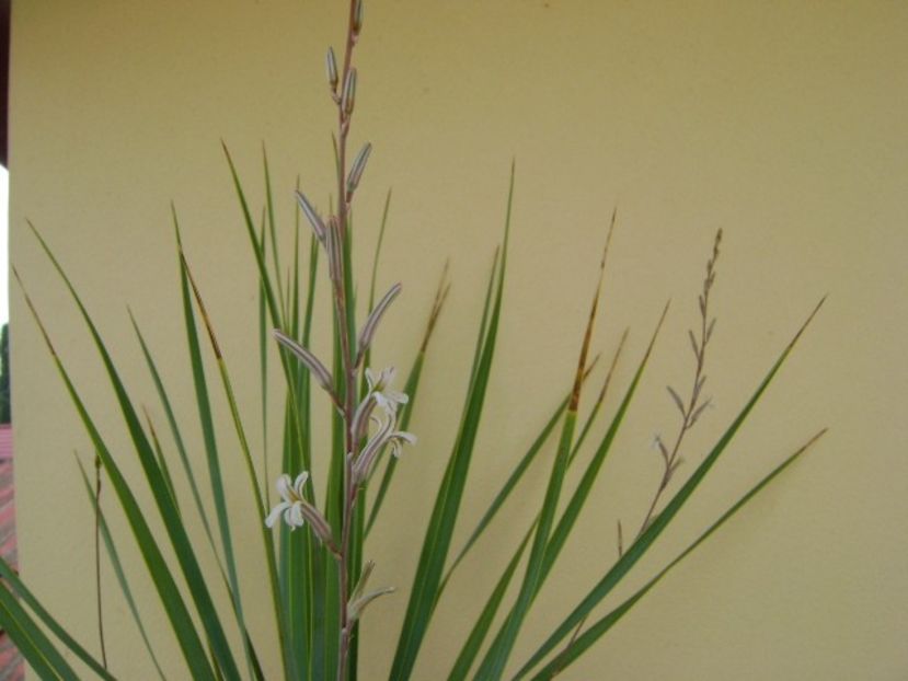 Yucca rostrata & Haworthia viscosa, detaliu - Agave si Yucca 2018